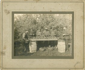 Apple Harvest, c. 1890-1900