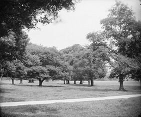 Modest oaks from little acorns grow