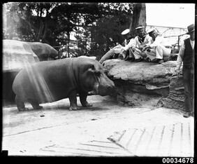 Sailors from the Japanese Imperial Naval Squadron observe a hippopotamus at Taronga Zoo, 28 January 1924
