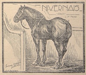Cheval nivernais