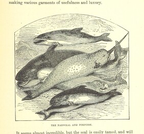 British Library digitised image from page 213 of "Our North Land: being a full account of the Canadian North-West and Hudson's Bay Route, together with a narrative of the experiences of the Hudson's Bay Expedition of 1884 ... Illustrated, etc"