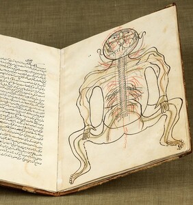 Anatomy of the human body