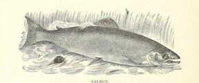 British Library digitised image from page 150 of "Nimrod in the North, or hunting and fishing adventures in the Arctic regions"