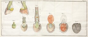 Anatomie du pied du cheval