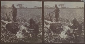 A carcass of a hunted eland antelope in Makindu. ; Photograph 1 and 2.