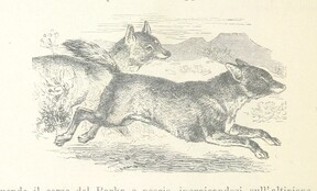 British Library digitised image from page 118 of "Vita Africana. Riccordi d'un viaggio nel Sudan Orientale. Opera ... illustrata"