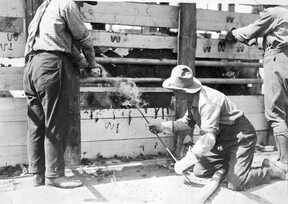 Branding bison in Wainwright for transport to Wood Buffalo National Park