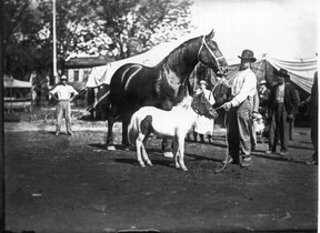 Man with two horses and pony at Oxford Street Fair ca. 1912