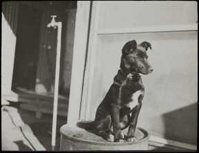 "Snooks" on a drum, Wilcannia, NSW, between 1935-1937 / photographer Reverend Edward ("Ted") Alexander Roberts