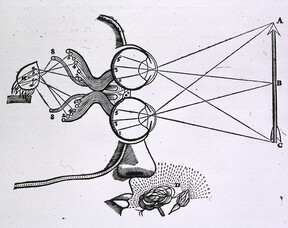 Vision and visual perception