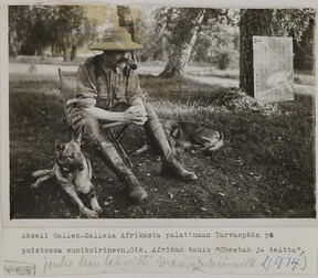Akseli Gallen-Kallela, after coming home from Africa, in TarvaspÃ¤Ã¤ garden with his dogs and the painting Cheetah, 1914.