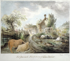 Cows at a cottage in Forsmark, Uppland, Sweden