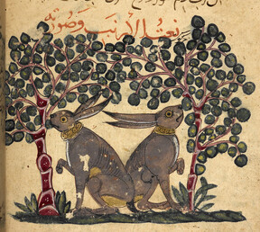 Kitab Na't al-hayawan wa-manafi'ihi (Animals and their Uses). - caption: 'Two hares eating berries.'