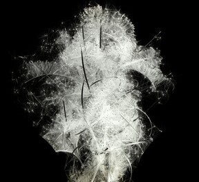Eplilobium angustifolium discharging seeds