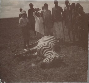 A fallen zebra, Jorma Gallen-Kallela and several men standing beside.