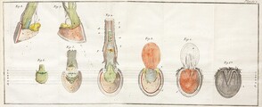 Anatomie du pied du cheval
