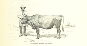 British Library digitised image from page 833 of "Az OsztrÃ¡k-Magyar Monarchia irÃ¡sban Ã©s kÃ©pben. Rudolf trÃ³nÃ¶rÃ¶kÃ¶s fÅ‘herczeg Å ... fensÃ©ge kezdemÃ©nyezÃ©sÃ©bÅ‘l Ã©s kÃ¶zremunkÃ¡lÃ¡sÃ¡val. (Die deutsche Ausgabe redigirt ... J. von Weilen, die ungarische M. JÃ³kai.)