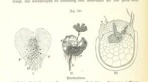 British Library digitised image from page 882 of "Unser Wissen von der Erde. Allgemeine Erdkunde und LÃ¤nderkunde, herausgegeben unter fachmÃ¤nnischer Mitwirkung von A. Kirchhoff"