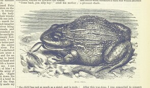 British Library digitised image from page 143 of "Title"