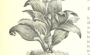 British Library digitised image from page 518 of "Die Hohenzollern und das Reich, etc"