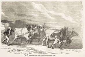 Attelage de vaches tirant au collier