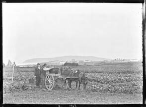 Rushing spuds to Lambay