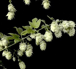 Hops: Humulus Lupulus