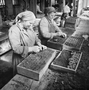 Kulutusosuuskuntien Keskusliiton kokoelma D1974_33_8892B