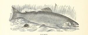British Library digitised image from page 150 of "Nimrod in the North, or hunting and fishing adventures in the Arctic regions"
