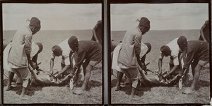 Local men chop up the carcass of a hunted antelope in Uakamba in June 1909.