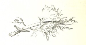 British Library digitised image from page 76 of "Az OsztrÃ¡k-Magyar Monarchia irÃ¡sban Ã©s kÃ©pben. Rudolf trÃ³nÃ¶rÃ¶kÃ¶s fÅ‘herczeg Å ... fensÃ©ge kezdemÃ©nyezÃ©sÃ©bÅ‘l Ã©s kÃ¶zremunkÃ¡lÃ¡sÃ¡val. (Die deutsche Ausgabe redigirt ... J. von Weilen, die ungarische M. JÃ³kai.) H