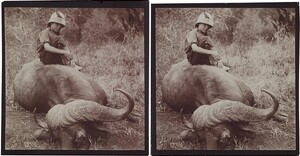 Jorma Gallen-Kallela sitting on a dead African buffalo on a safari in Tana, 1910.