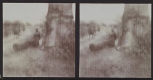 A big tree on the side of the road that leads to Madji Msuri in December 1909.
