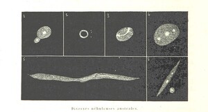 British Library digitised image from page 650 of "L'Espace cÃ©leste et la nature tropicale, description physique de l'univers ... prÃ©face de M. Babinet, dessins de Yan' Dargent"