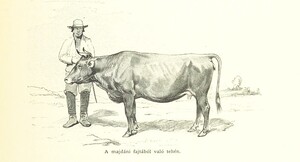 British Library digitised image from page 833 of "Az OsztrÃ¡k-Magyar Monarchia irÃ¡sban Ã©s kÃ©pben. Rudolf trÃ³nÃ¶rÃ¶kÃ¶s fÅ‘herczeg Å ... fensÃ©ge kezdemÃ©nyezÃ©sÃ©bÅ‘l Ã©s kÃ¶zremunkÃ¡lÃ¡sÃ¡val. (Die deutsche Ausgabe redigirt ... J. von Weilen, die ungarische M. JÃ³kai.)