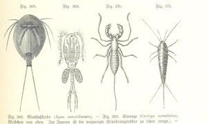 British Library digitised image from page 895 of "Unser Wissen von der Erde. Allgemeine Erdkunde und LÃ¤nderkunde, herausgegeben unter fachmÃ¤nnischer Mitwirkung von A. Kirchhoff"