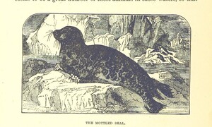 British Library digitised image from page 216 of "Our North Land: being a full account of the Canadian North-West and Hudson's Bay Route, together with a narrative of the experiences of the Hudson's Bay Expedition of 1884 ... Illustrated, etc"