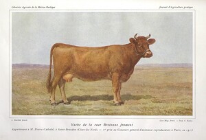 Vache de la race bretonne froment