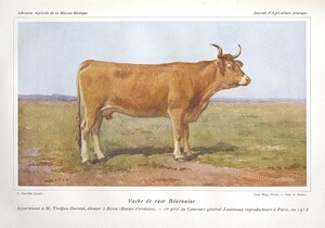 Vache de race bÃ©arnaise