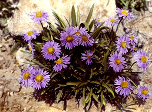 Aster alpigenus