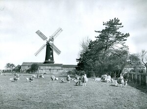 Skidby Mill 1950 (archive ref DDX272-11)
