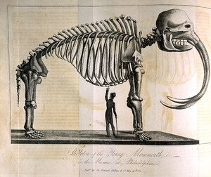 â€œSkeleton of the Young Mammouth in the Museum at Philadelphia.â€ Illustration in Ã‰douard de MontulÃ©, A Voyage to North America, and the West Indies, in 1817