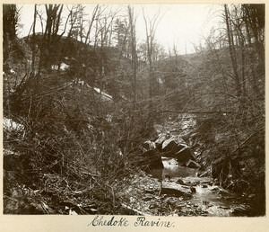 Chedoke Ravine