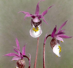 Calypso bulbosa Oakes