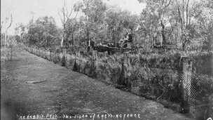 Rabbit-proof fence with William Rodier on the Tambua side, Cobar/Bourke, New South Wales, 1905