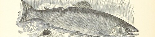 British Library digitised image from page 150 of "Nimrod in the North, or hunting and fishing adventures in the Arctic regions"