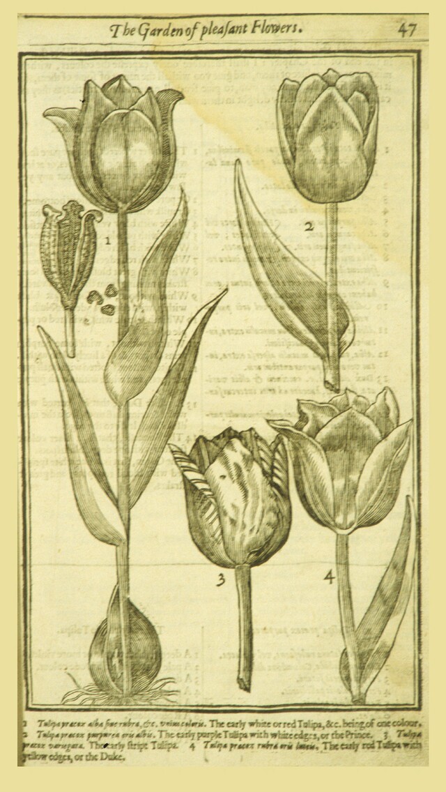 Tulips