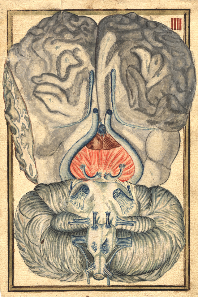 Cross-section of brain